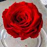 roxysolorio74a3d3e597